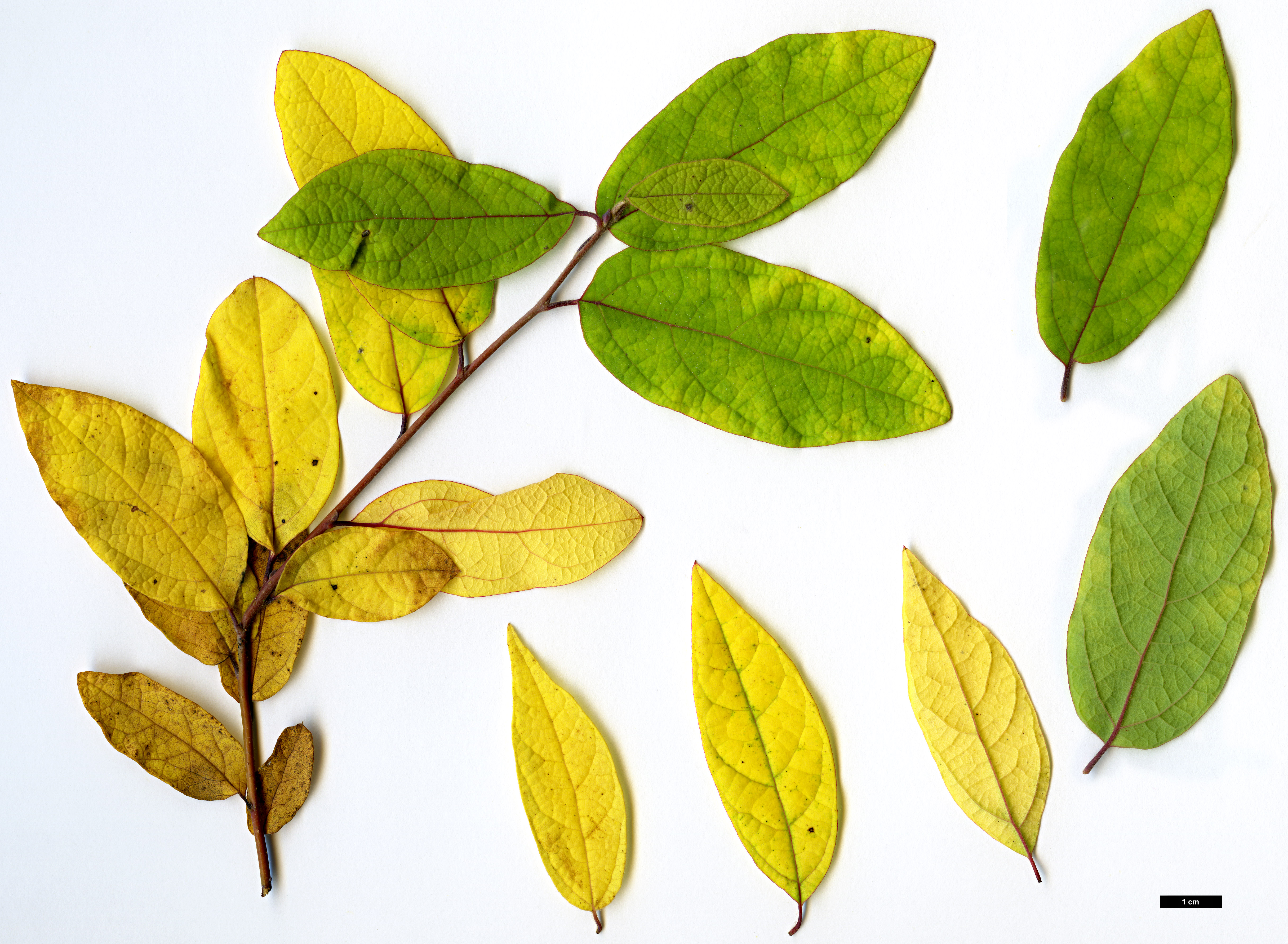 High resolution image: Family: Lauraceae - Genus: Lindera - Taxon: melissifolia